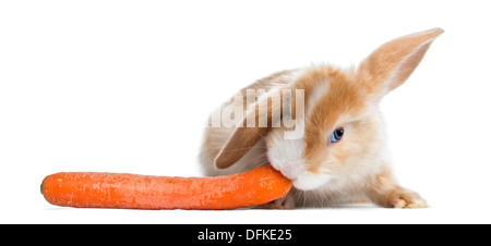 Satin Mini Lop Kaninchen essen eine Karotte vor weißem Hintergrund Stockfoto