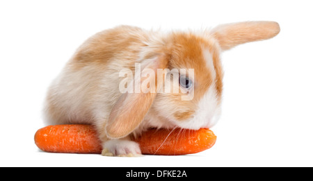 Satin Mini Lop Kaninchen essen eine Karotte vor weißem Hintergrund Stockfoto