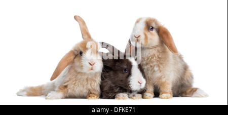 Gruppe von Satin Mini Lop Kaninchen vor weißem Hintergrund Stockfoto