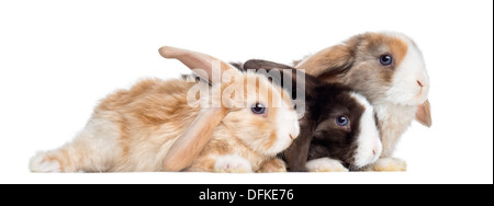 Gruppe von Satin Mini Lop Kaninchen vor weißem Hintergrund Stockfoto