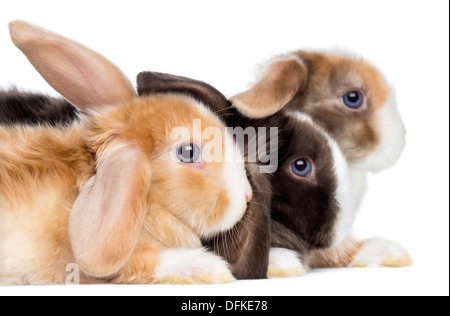 Gruppe von Satin Mini Lop Kaninchen vor weißem Hintergrund Stockfoto