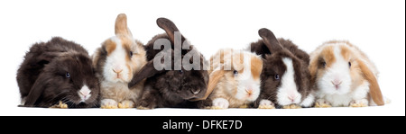 Gruppe von Satin Mini Lop Kaninchen vor weißem Hintergrund Stockfoto