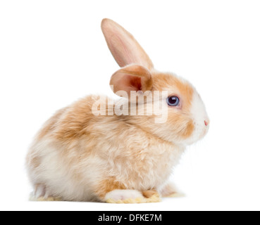 Satin Mini Lop Kaninchen vor weißem Hintergrund Stockfoto