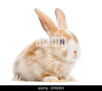 Satin Mini Lop Kaninchen mit Ohren, vor weißem Hintergrund Stockfoto