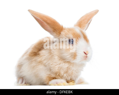 Satin Mini Lop Kaninchen mit Ohren, vor weißem Hintergrund Stockfoto