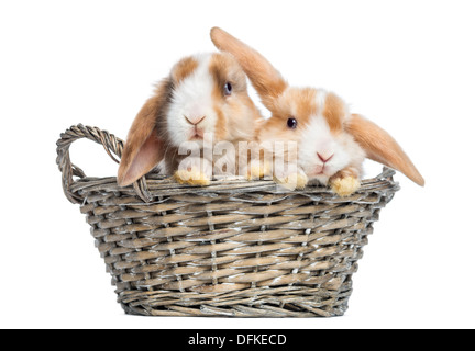 Zwei Satin Mini Lop Kaninchen in einem Weidenkorb auf weißen Hintergrund Stockfoto