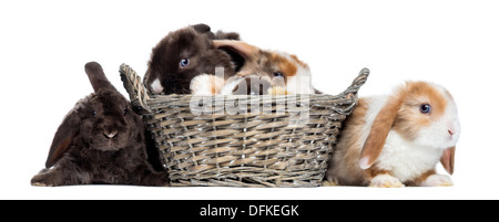 Gruppe von Satin Mini Lop Kaninchen in einem Weidenkorb auf weißen Hintergrund Stockfoto