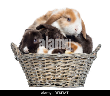 Gruppe von Satin Mini Lop Kaninchen häuften sich in einem Weidenkorb auf weißen Hintergrund Stockfoto