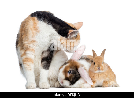 Europäisch Kurzhaar Katze mit Kaninchen vor weißem Hintergrund Stockfoto