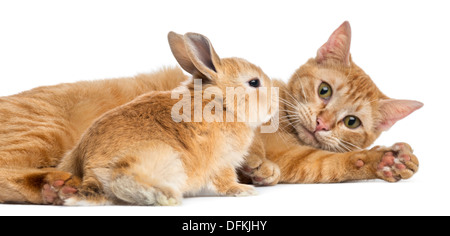 Katze und Rex Zwerg Kaninchen vor weißem Hintergrund Stockfoto