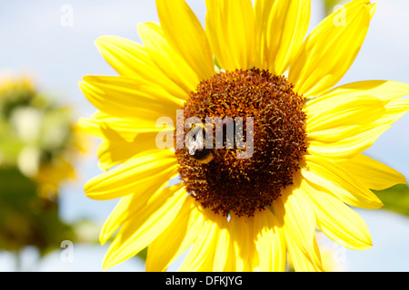 Hummel auf Sonnenblume Stockfoto