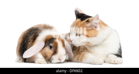 Europäisch Kurzhaar Katze mit Kaninchen vor weißem Hintergrund Stockfoto