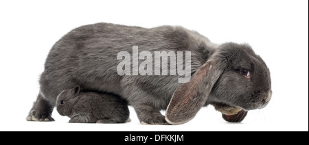 Seitenansicht eines hängeohrigen Kaninchen und junge Kaninchen vor weißem Hintergrund Stockfoto