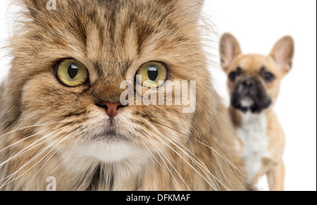 Nahaufnahme einer Katze und Hund versteckt sich hinter weißen Hintergrund Stockfoto