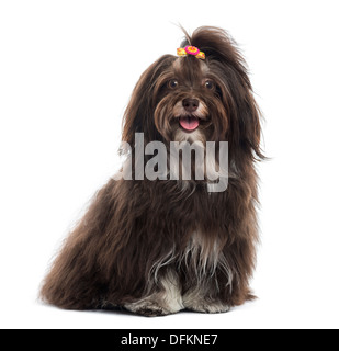 Havaneser keuchend und sitzen vor weißem Hintergrund Stockfoto