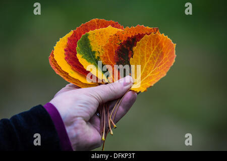 Blätter im Herbst Stockfoto