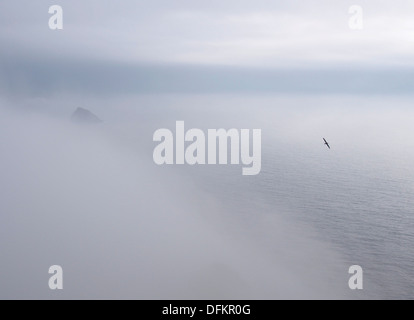 Fulmar über nebligen Meer von Dun, St Kilda, Schottland Stockfoto