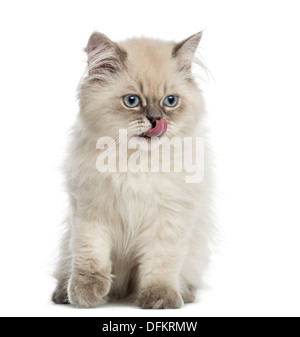 British Longhair Katze, sitzen, lecken, 5 Monate alt, vor weißem Hintergrund Stockfoto