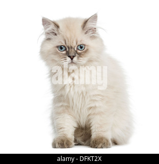 British Longhair Kitten sitzen, 5 Monate alt, vor weißem Hintergrund Stockfoto