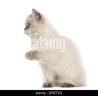 British Longhair Kitten scharren, 5 Monate alt, vor weißem Hintergrund Stockfoto