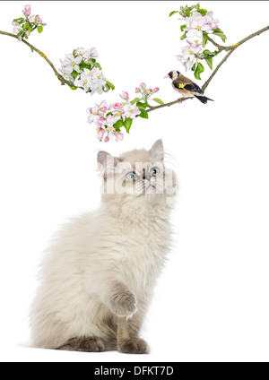 British Longhair Kitten nach oben auf einen Vogel hocken auf einem blühenden Ast, vor weißem Hintergrund Stockfoto
