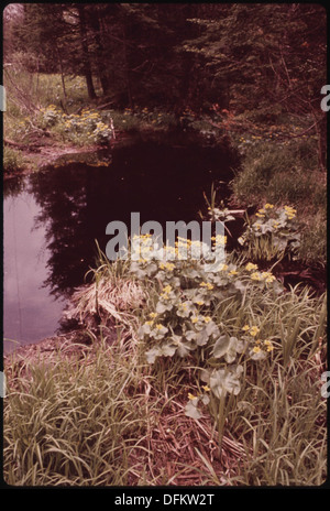 Ein Porträt einer Marschmarigold (Caltha palustris), die im Adirondack Forest Preserve blüht und die leuchtend gelben Blüten der Pflanze zeigt. Stockfoto