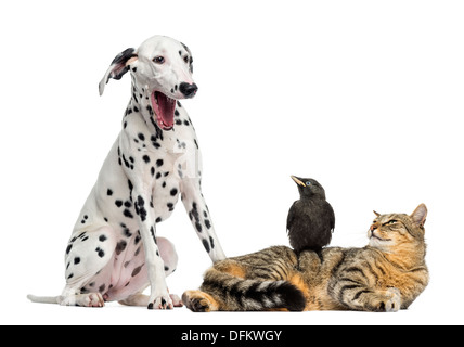 Katze und Dohle betrachten ein Dalmatiner, Gähnen, vor weißem Hintergrund Stockfoto