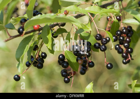 Traubenkirsche, Prunus serotina Stockfoto