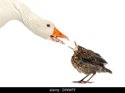 Seitenansicht einer inländischen Gans und eine Amsel, die einander zugewandt auf weißen Hintergrund Stockfoto