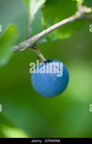 Schlehe, Prunus spinosa Stockfoto