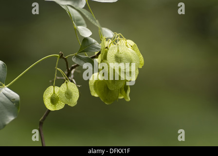 gemeinsamen Hoptree, Ptelea trifoliata Stockfoto