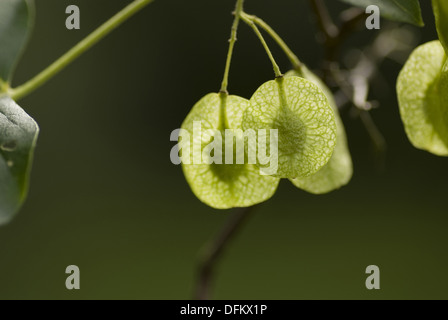 gemeinsamen Hoptree, Ptelea trifoliata Stockfoto