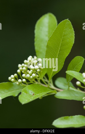 Feuerdorn, Pyracantha coccinea Stockfoto