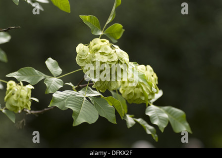 gemeinsamen Hoptree, Ptelea trifoliata Stockfoto