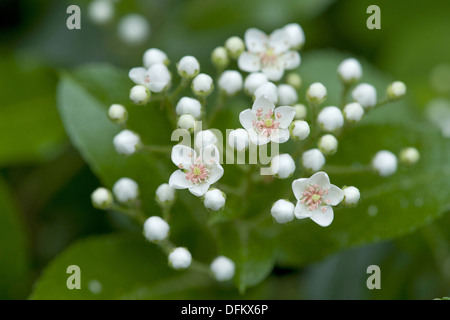 Feuerdorn, Pyracantha coccinea Stockfoto