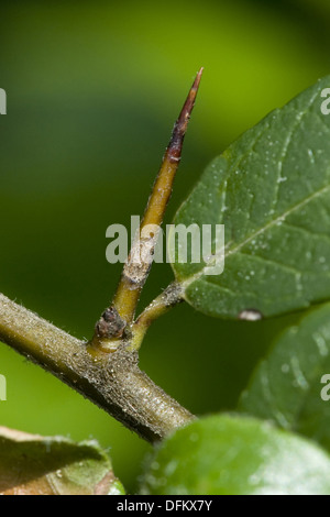 Feuerdorn, Pyracantha coccinea Stockfoto