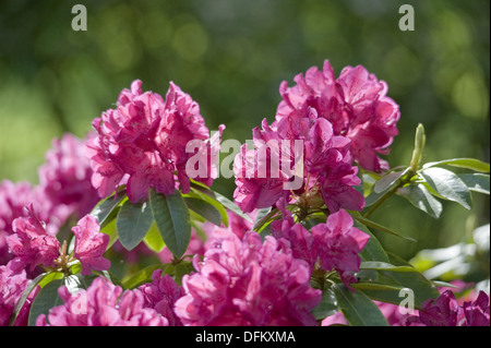 Rhododendron Stockfoto