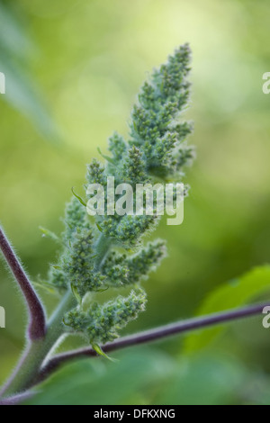 Staghorn Sumach, Rhus typhina Stockfoto