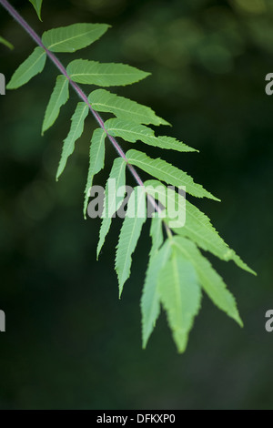 Staghorn Sumach, Rhus typhina Stockfoto