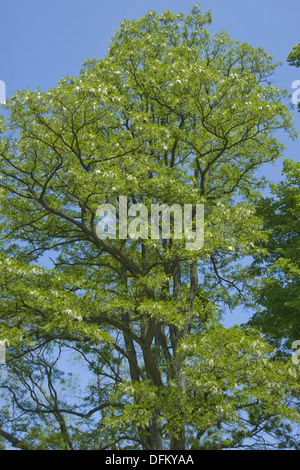 Robinie, Robinia pseudoacacia Stockfoto