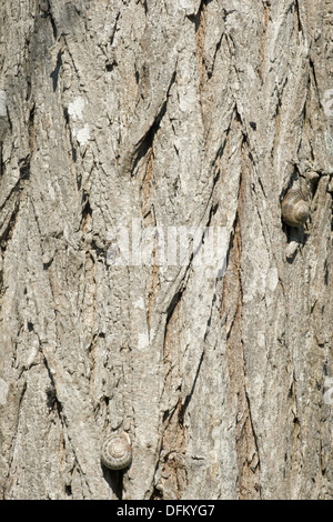 Robinie, Robinia pseudoacacia Stockfoto