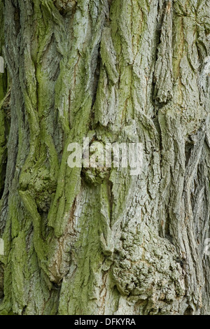 Robinie, Robinia pseudoacacia Stockfoto