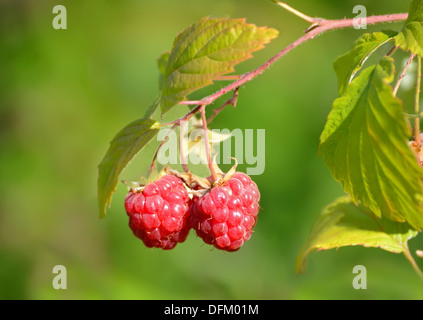 Himbeeren in einem Garten, Nahaufnahme Stockfoto