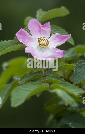 Apfel-Rose, Rosa rugosa Stockfoto