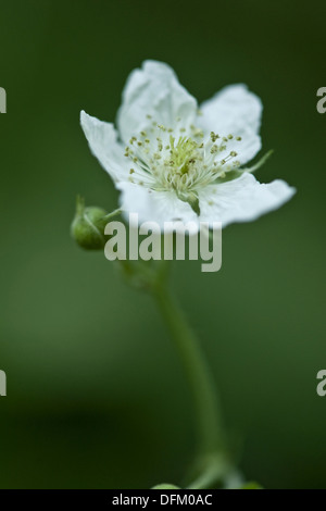 Europäische Kratzbeere, Rubus caesius Stockfoto