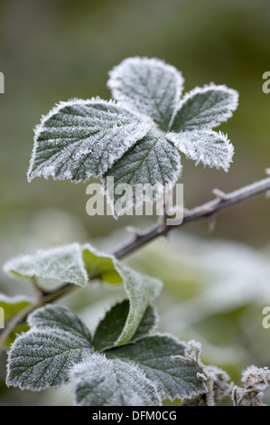 Brombeere, Rubus fruticosus Stockfoto