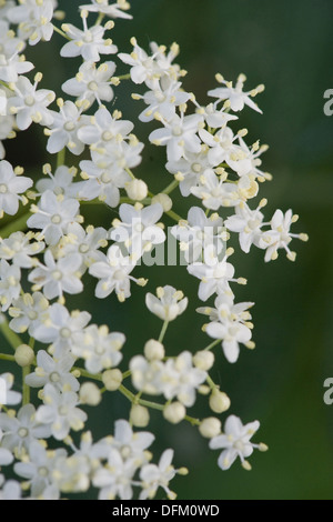 Holunder, Sambucus nigra, weißer Holunder Blume corymb zusammen mit ...