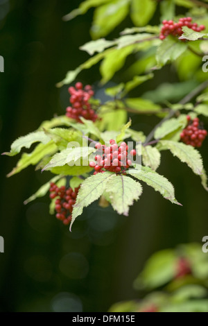 roter Holunder, Sambucus racemosa Stockfoto