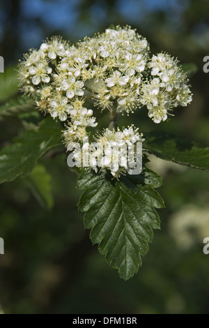 Mehlbeere, Sorbus aria Stockfoto