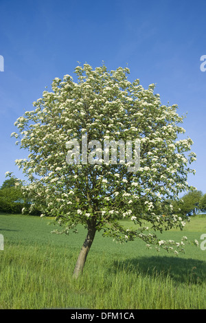 Mehlbeere, Sorbus aria Stockfoto